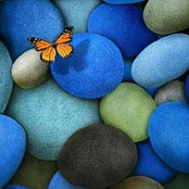 Rachael Caliman's photo