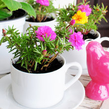 Vintage Cups and Planters