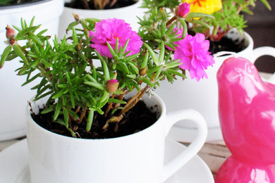 Tea cup planters