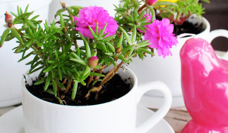 Craft: Turn Your Old Teacups Into Beautiful Planters