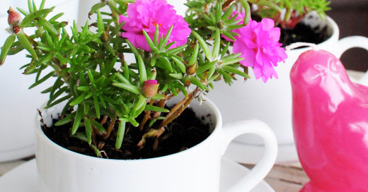 DIY Project: Teacup Planter Pots