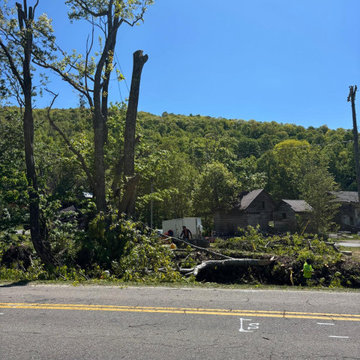 Tree Removal and Property Clearing Project