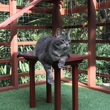 Los Angeles Catio
