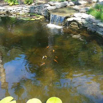 KOI POND