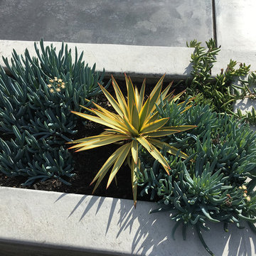 Contemporary Landscape - Dramatic Transformation - San Rafael, CA