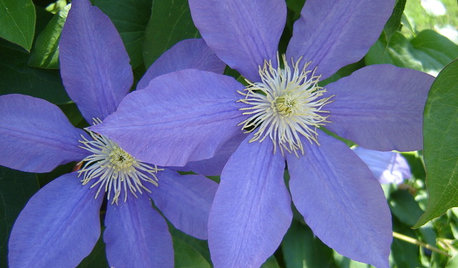 Plante du mois : La clématite, fleur aux nombreux visages