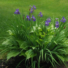 My Landscaping