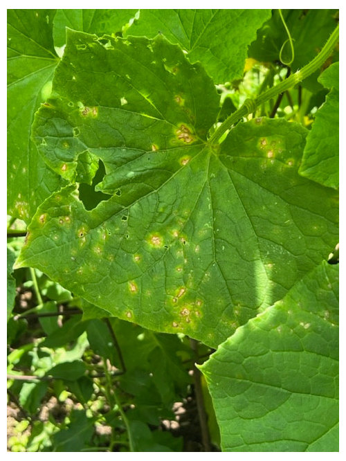 What are these spots on my cucumber leaves?