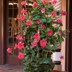 Crimson Jewel&reg; Mandevilla - Plants