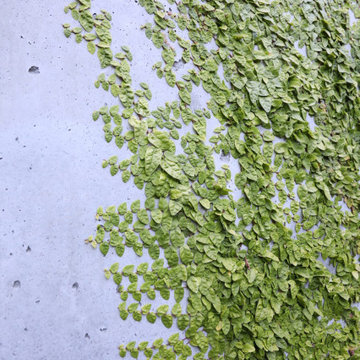 Art Walk