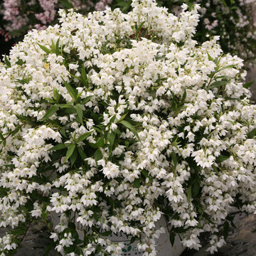 Yuki Snowflake™ Deutzia