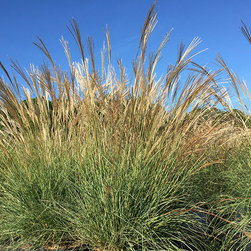 Current Featured Plants - Products