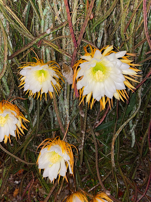 cereus blooms at night