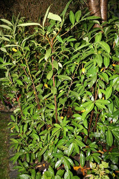 Hilfe ! Unsere letztes Jahr gepflanzte Lorbeerhecke verliert Bltter. |  Houzz