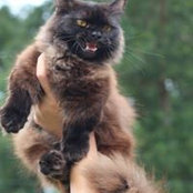 Kucing Houseさんの写真