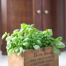 Plant Pot