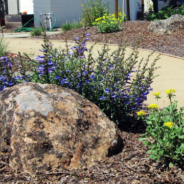 Shank Residence - Front Yard - Almaden, San Jose, California