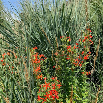 Native Plant Landscaping, Hardscaping, and Bioswales