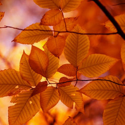 Landscapes/Nature - Prints And Posters