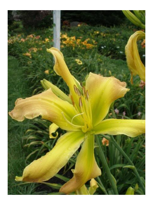 My Visit to Cottage Gardens in Medina, NY w/pics