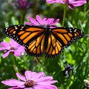Christiane Germino's photo