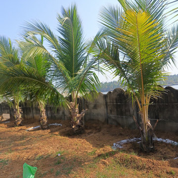 Coconut Tree Transplantation|Tree Relocation Expert Best Plant Nursery in Kerala