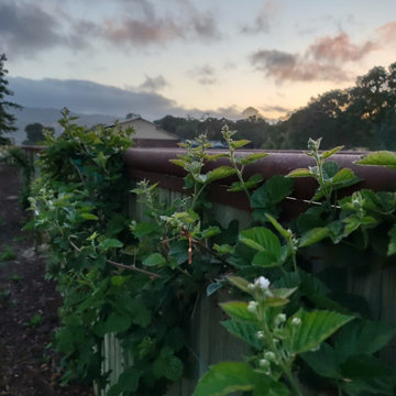 Edible Gardens