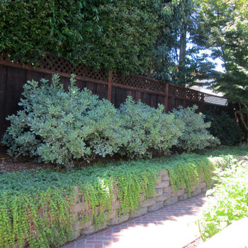 Sunnyvale Mediterranean & Native Plant Restoration