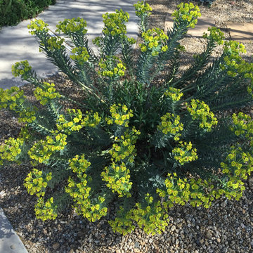 Southwestern Plants