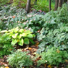 woodland