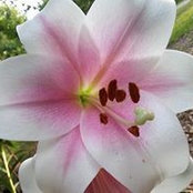 Phyllis Herrens foto