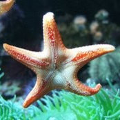 Foto von Star Eyes