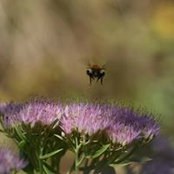 Anne Pierron's photo