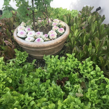 Organic Edible Gardens