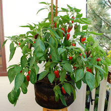 plant profile chilli