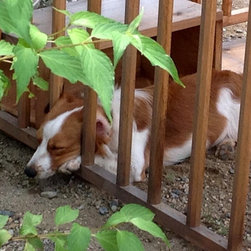 犬小屋　木製　オール無垢材使用でワンコも快適 - 犬小屋
