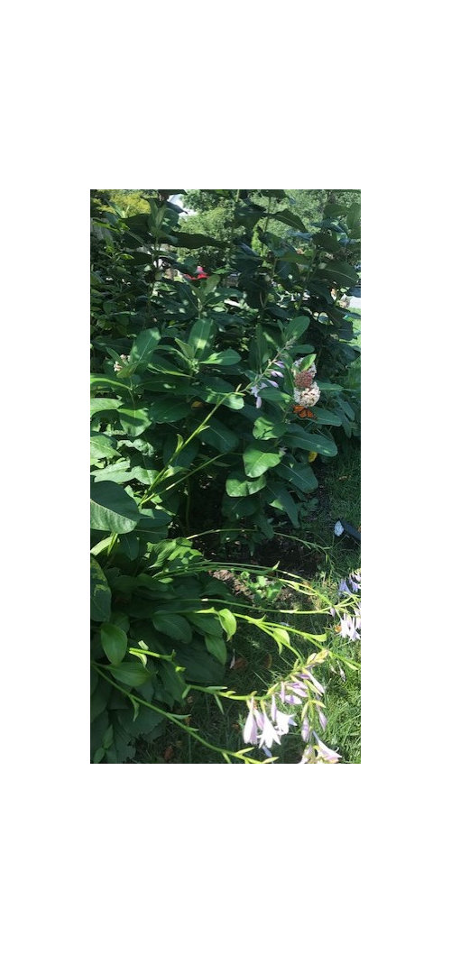 When to cut back Common Milkweed in NJ zone 6