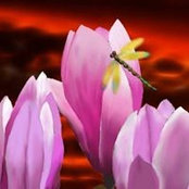 Susan Forse's photo