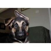 Chris Stallings's photo