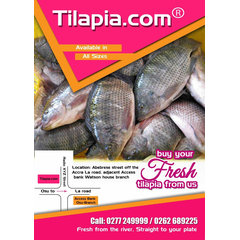 Tilapia.Com