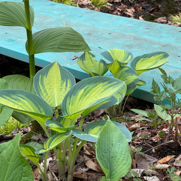 June Hosta against Foot Bridge