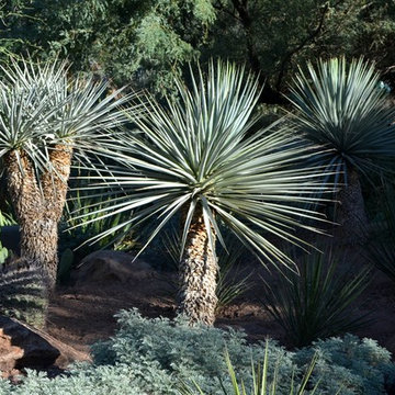 Southwestern Plants