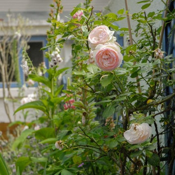 2014 - Jardin romantique - Angers (49)