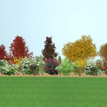 hedge