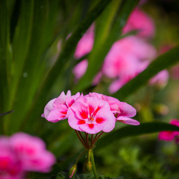 Flower Close-up