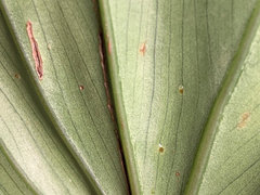 No sign of bugs, but what are these sticky clear balls on the underside of  my dracaena's leaves? : r/houseplants