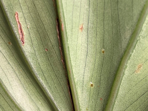 Tiny Sticky Dots On The Back Of Philodendron S Leaves