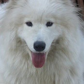 Foto di Causevski Samoyeds