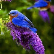 Sharon Pilon's photo