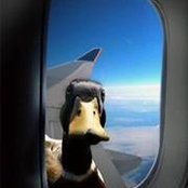 David Berger's photo
